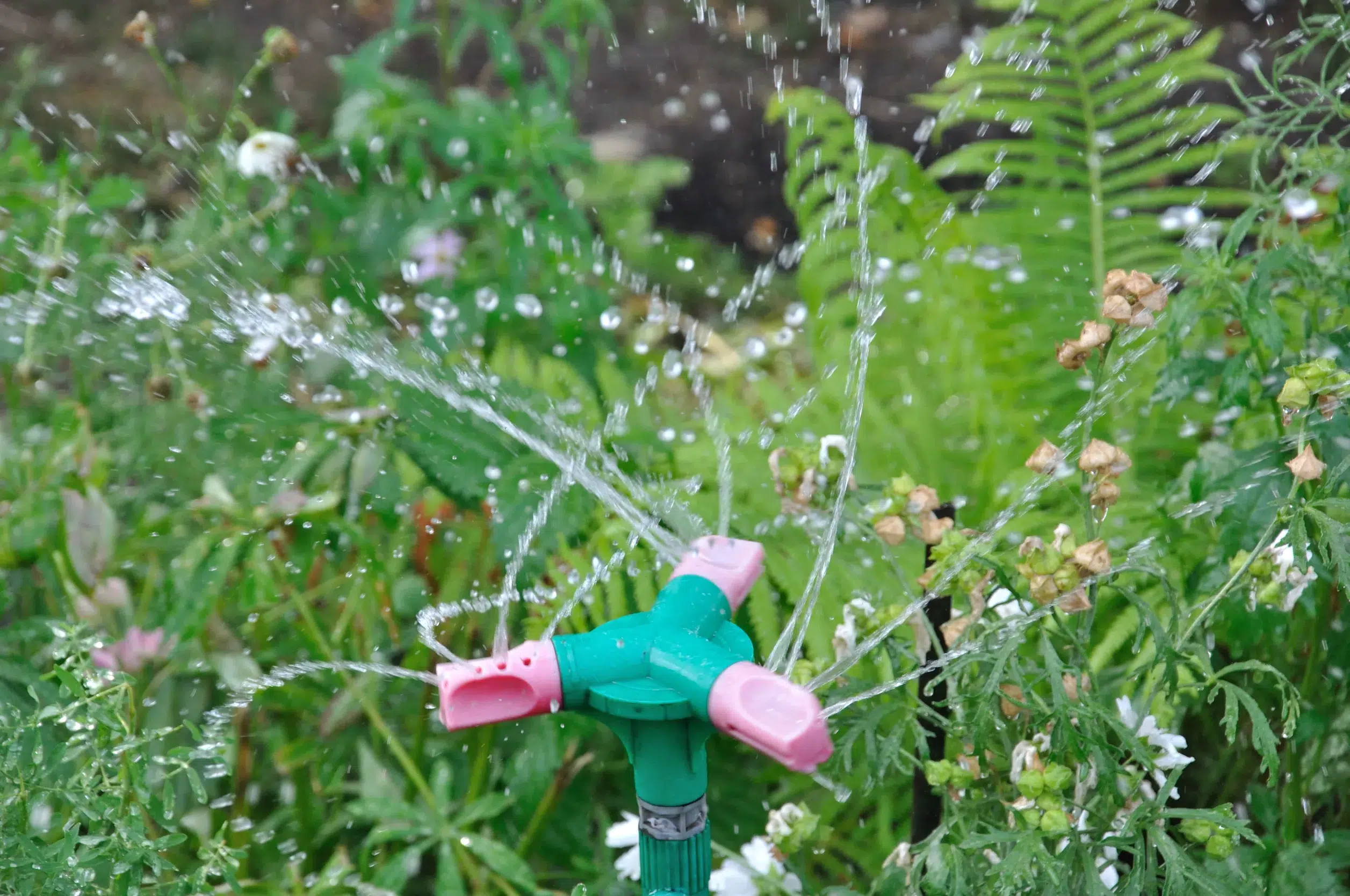 Arrosage goute à goute dans un jardin avec de la pelouse